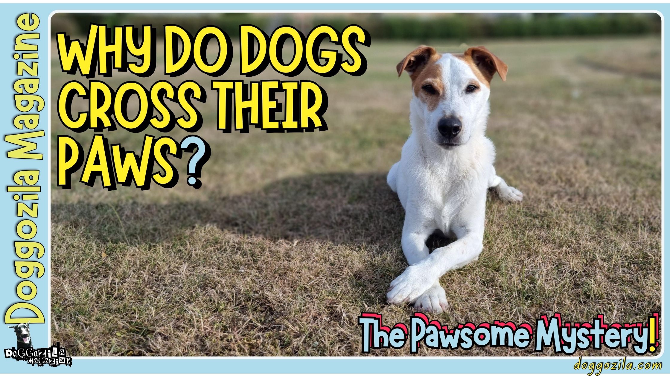 Did You Know Why Do Dogs Cross Their Paws