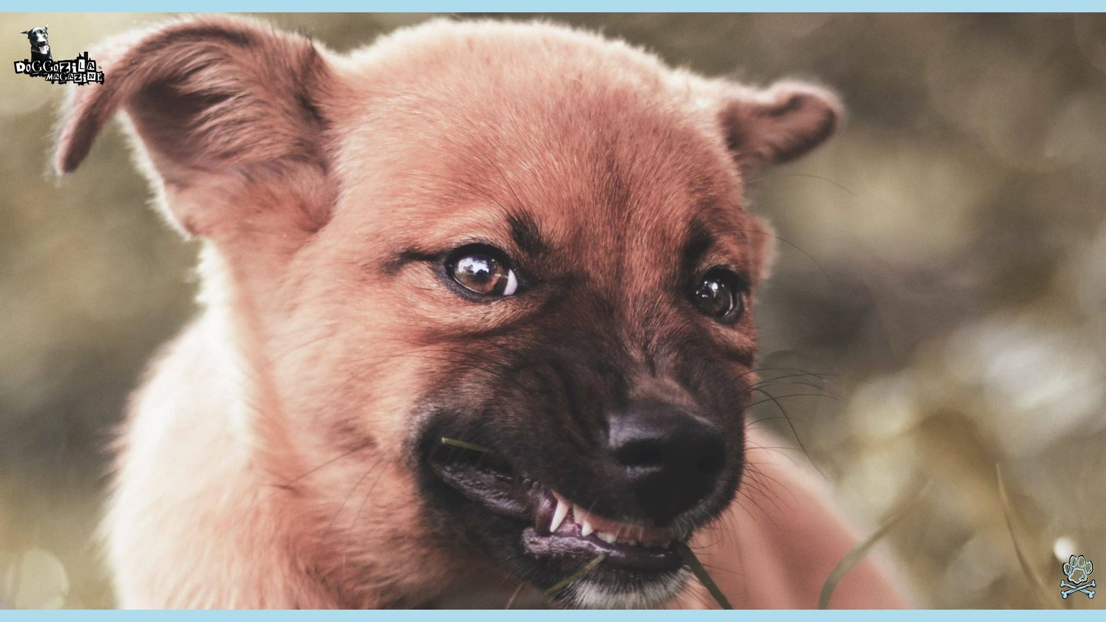 Have you wondered Why Do Dogs Growl