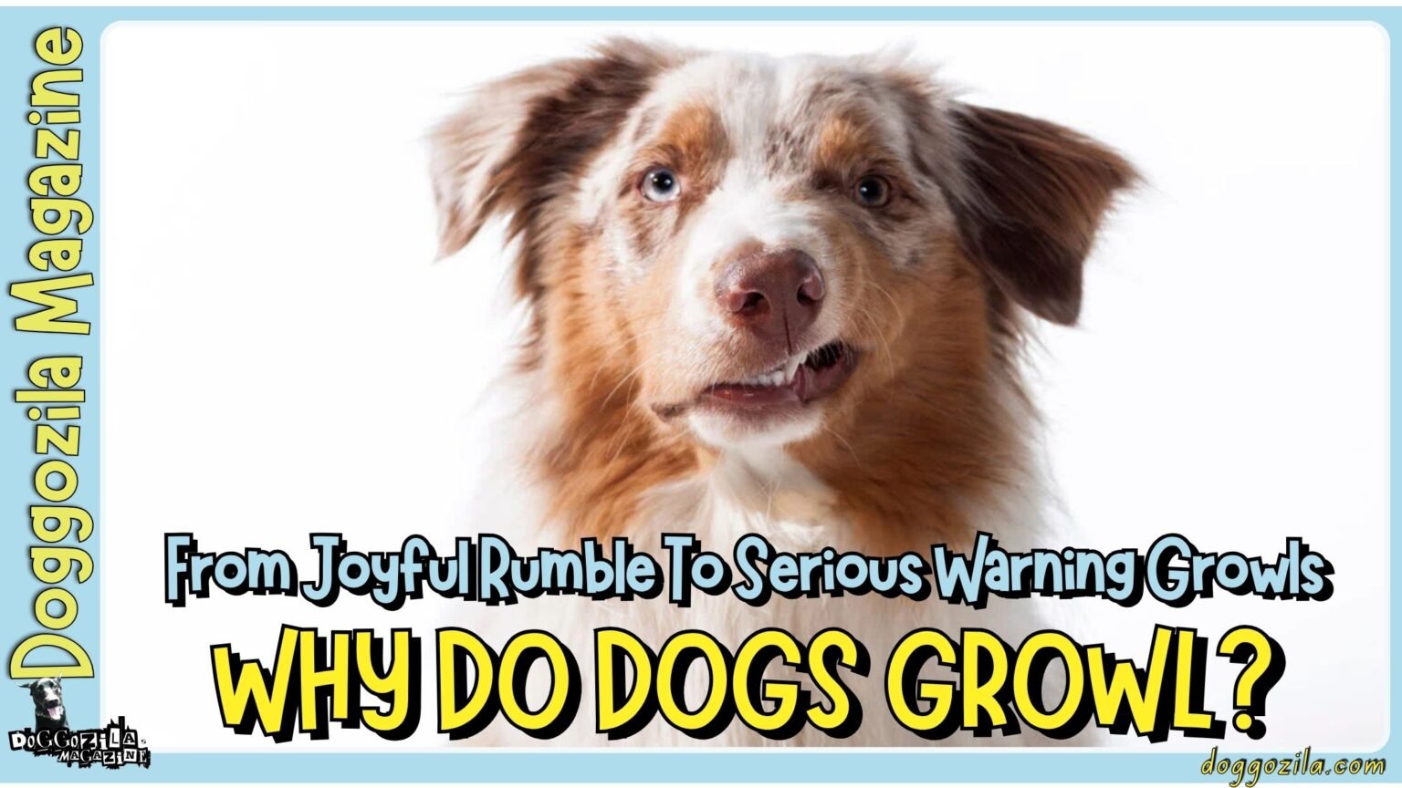 Have you wondered Why Do Dogs Growl