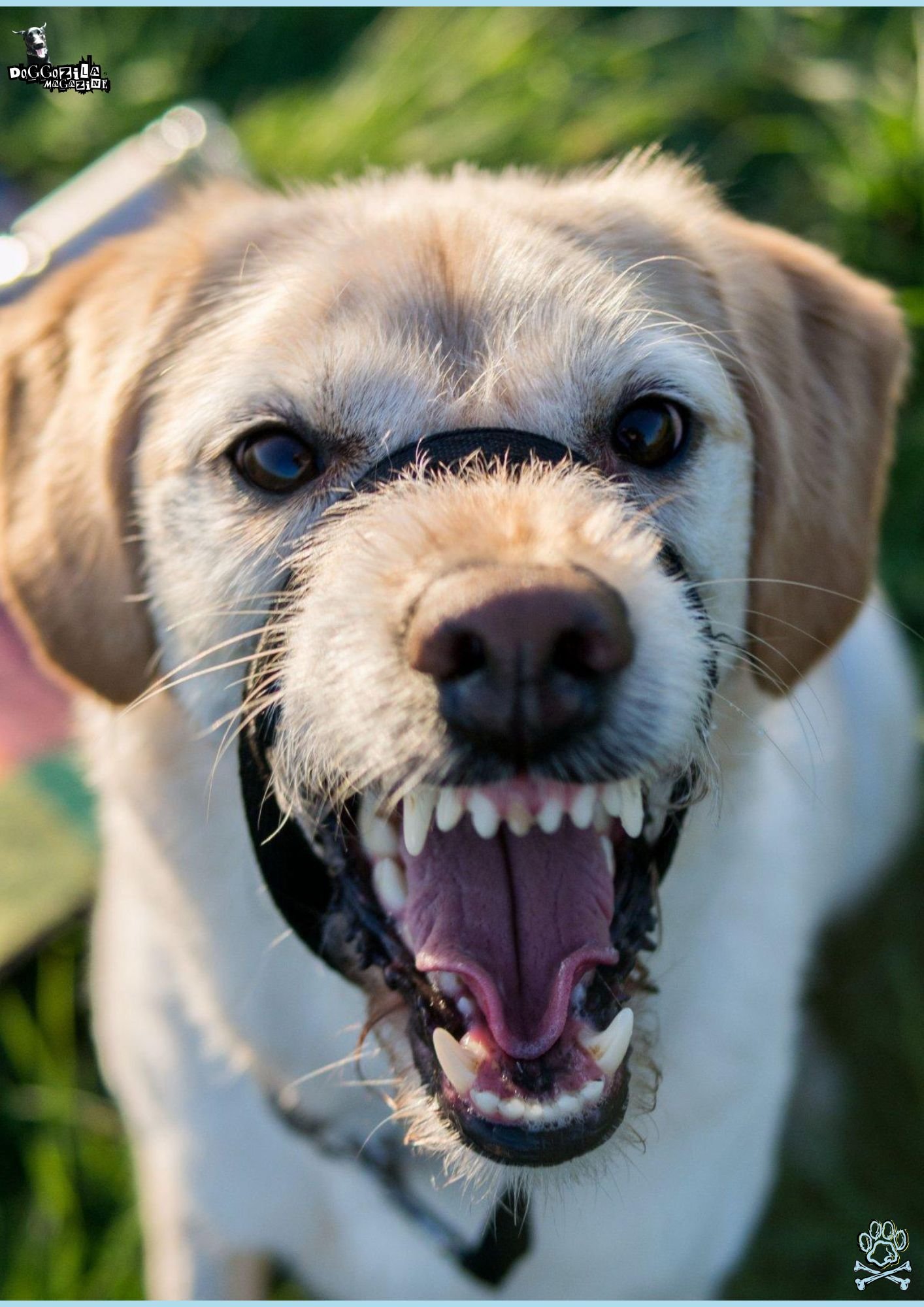 angry dog showing his teeth