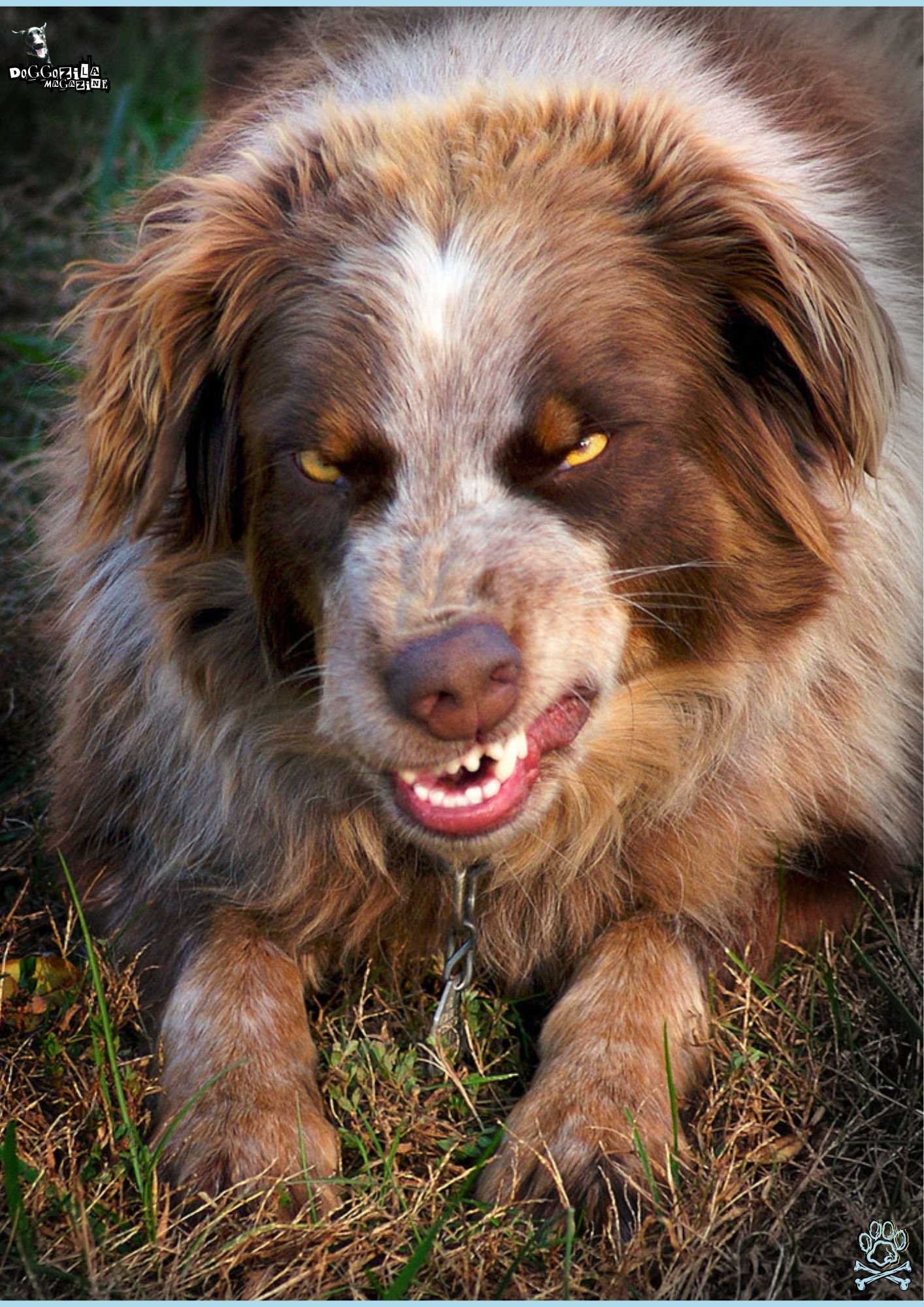 angry dog is showing his teeth