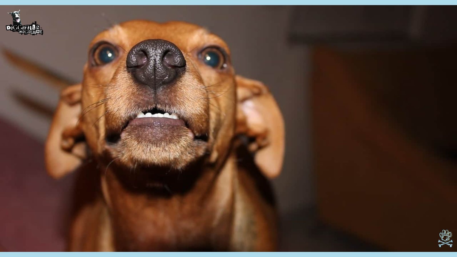 angry puppy is showing his teeth