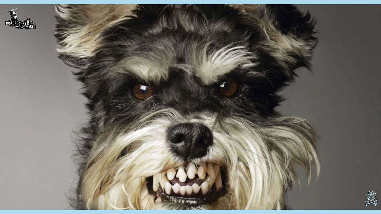 Did you know Why Do Dogs Growl