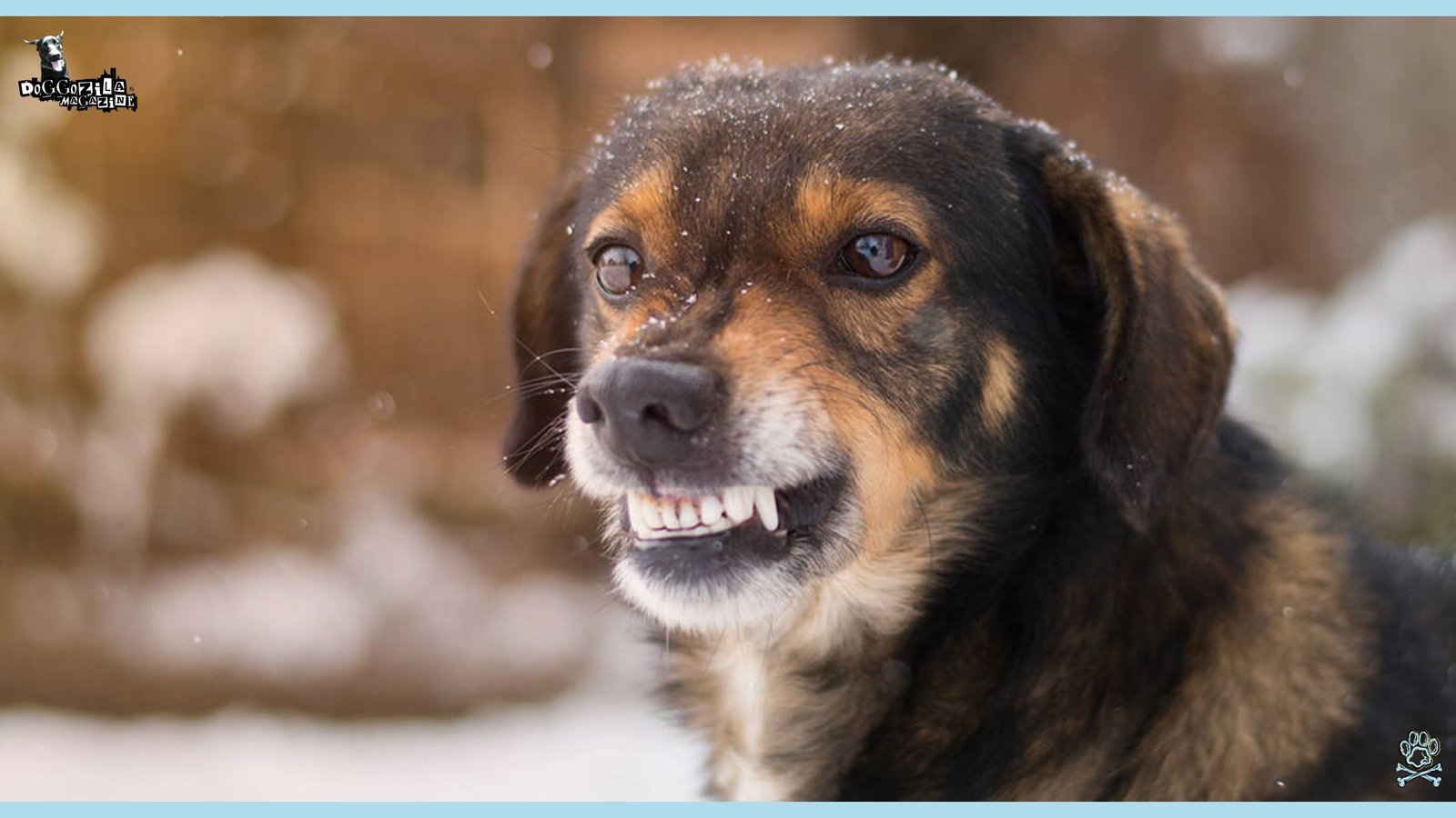 Did you know Why Do Dogs Growl