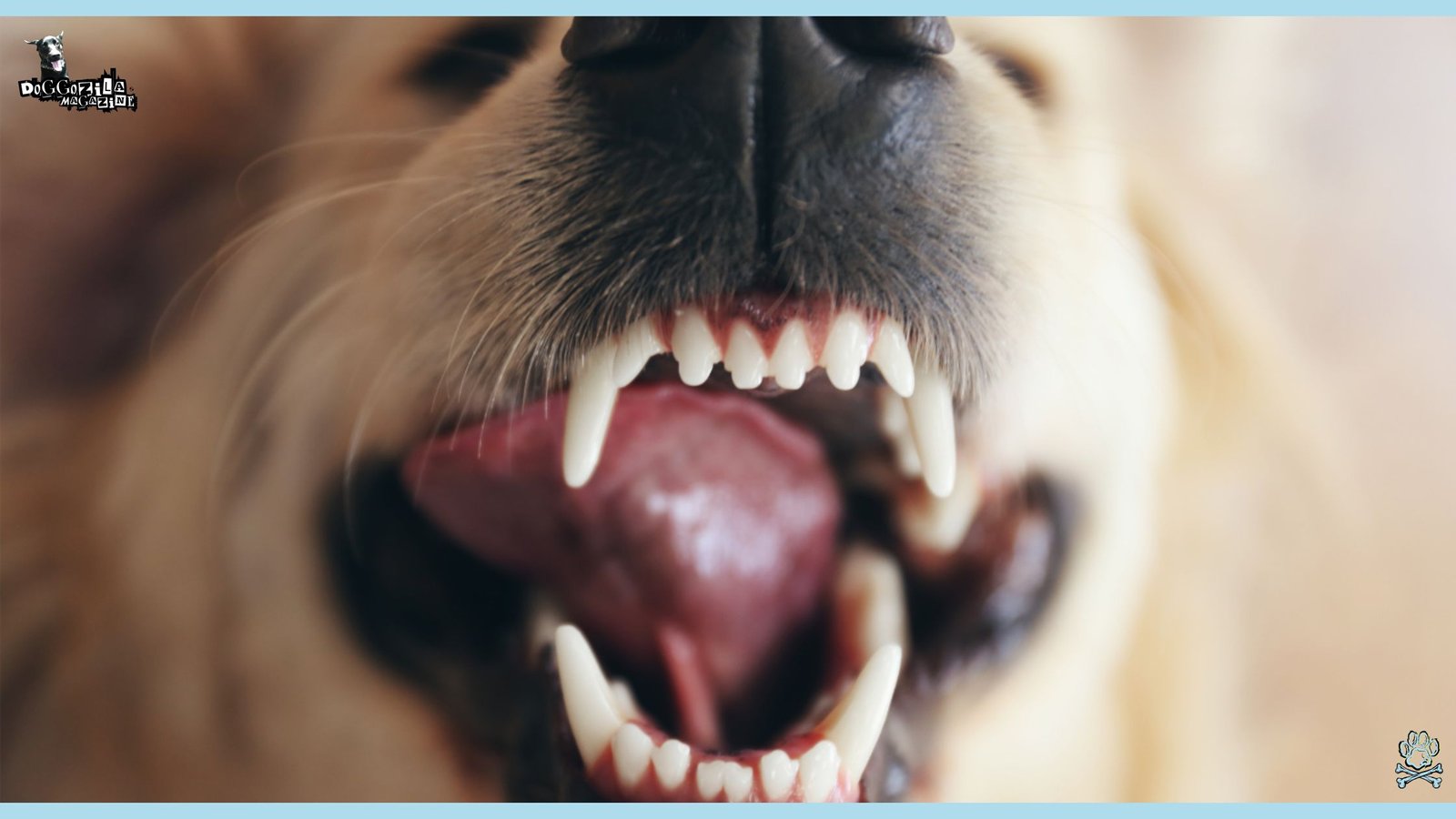 Have you wondered Why Do Dogs Growl