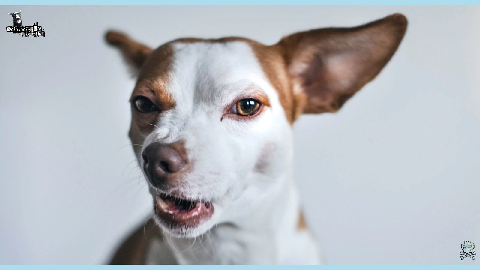 Have you wondered Why Do Dogs Growl