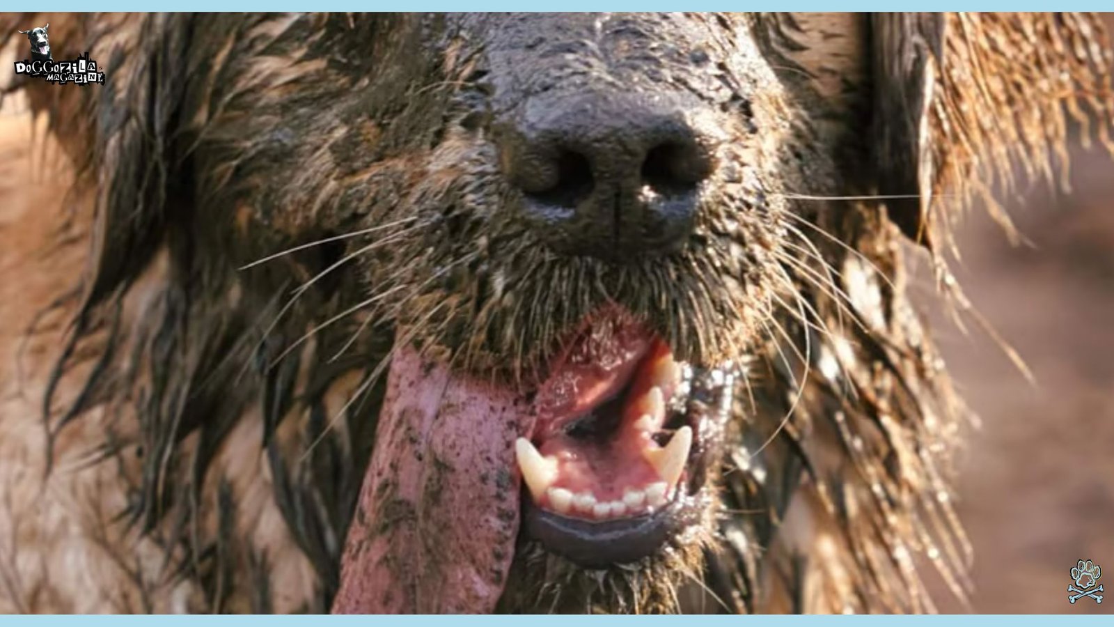 Why Do Dogs Roll in Poop