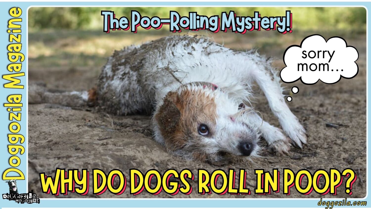Why Do Dogs Roll in Poop