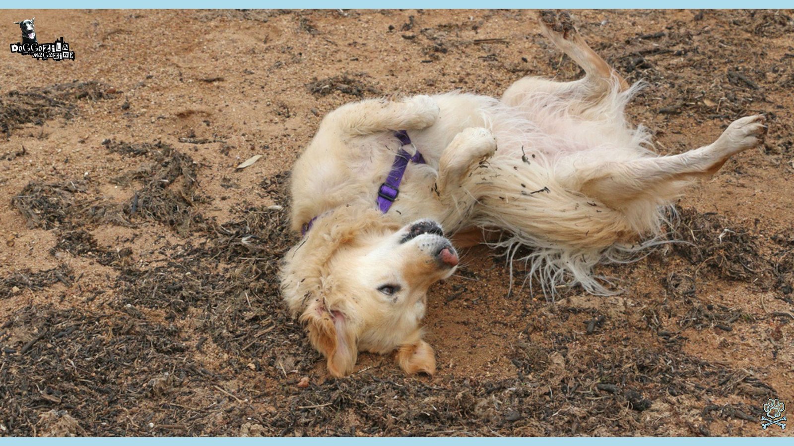 Golden retriever playing in the ground