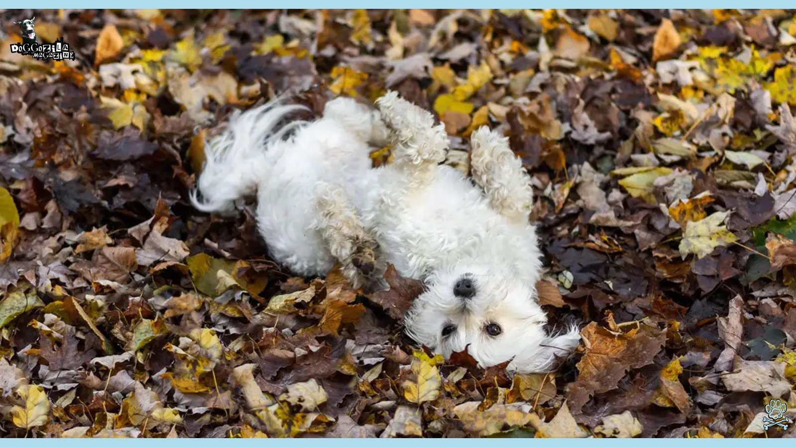 little puppy play with the autumn leaves