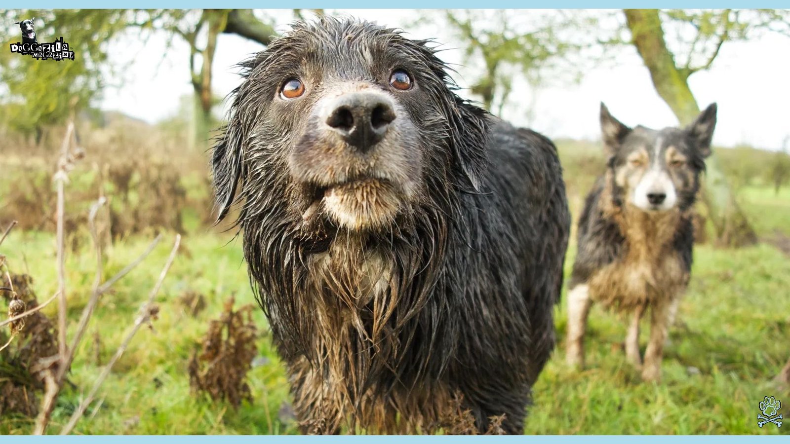 dogs with full fur in mud
