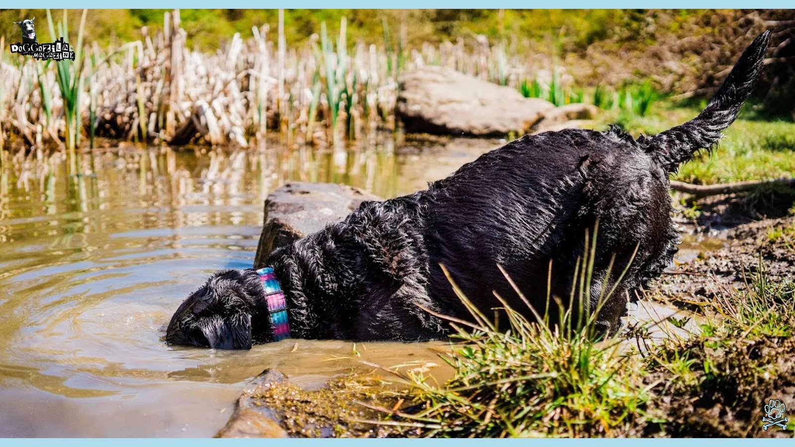 Why Do Dogs Roll in Poop