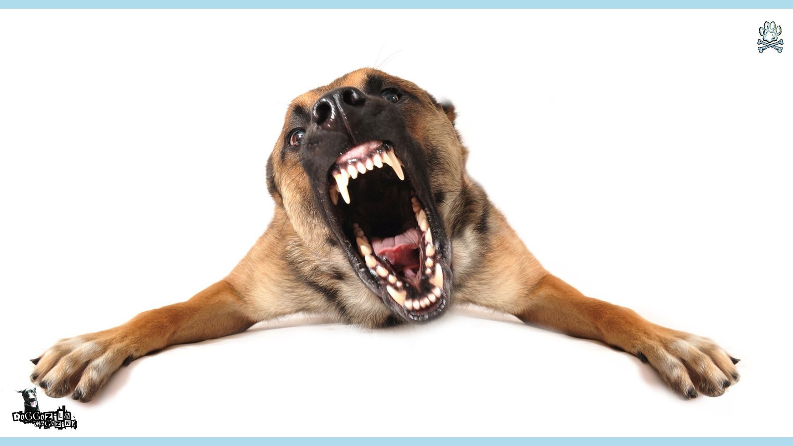 Did You Know Dogs Can Sense Evil