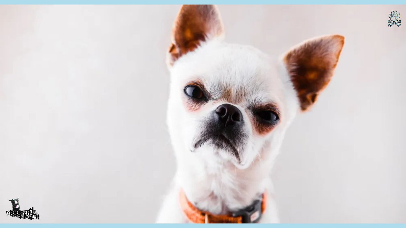 angry little white dog