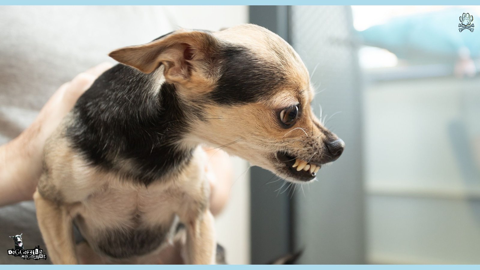 angry little puppy