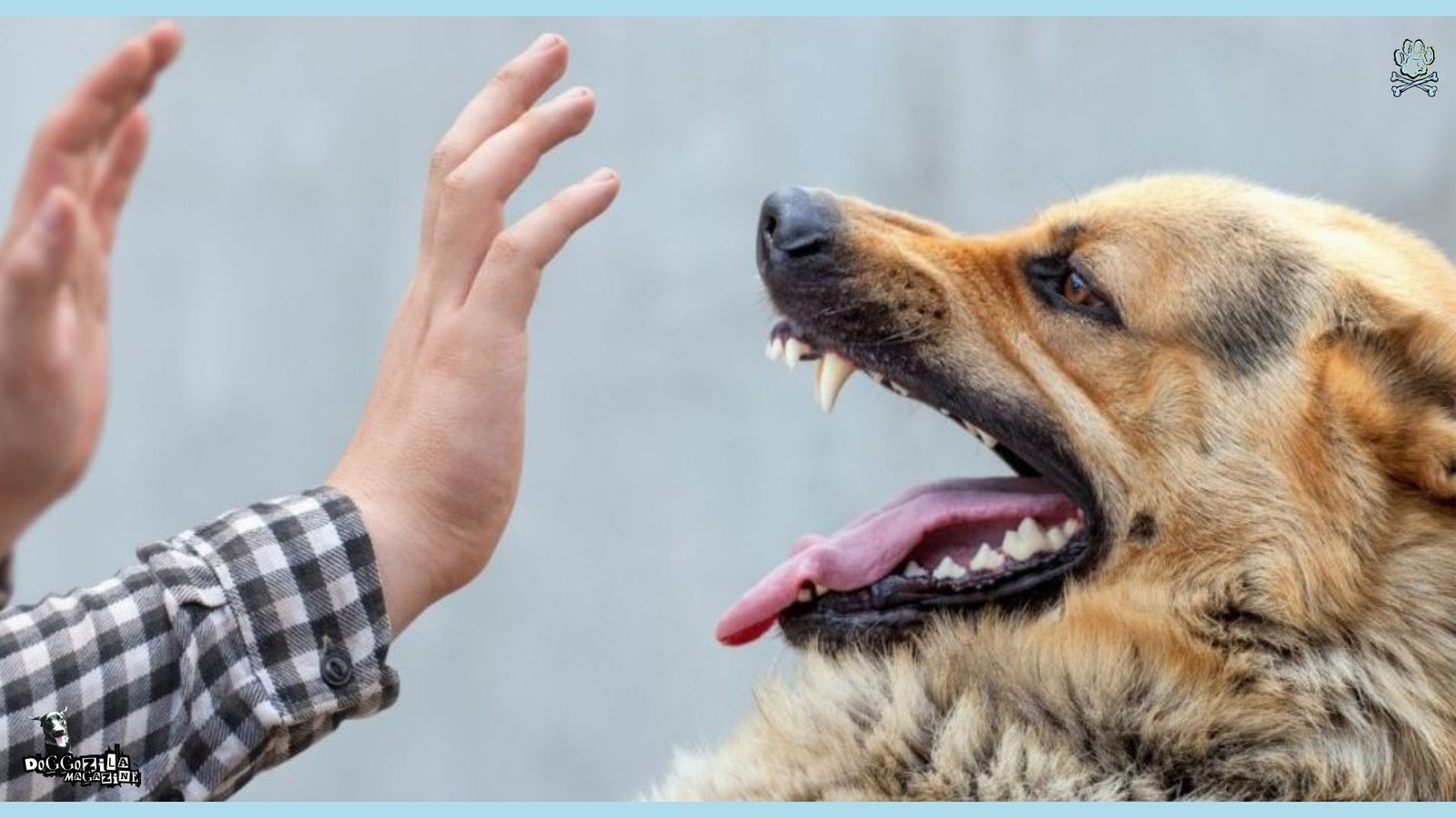 angry dog at some human