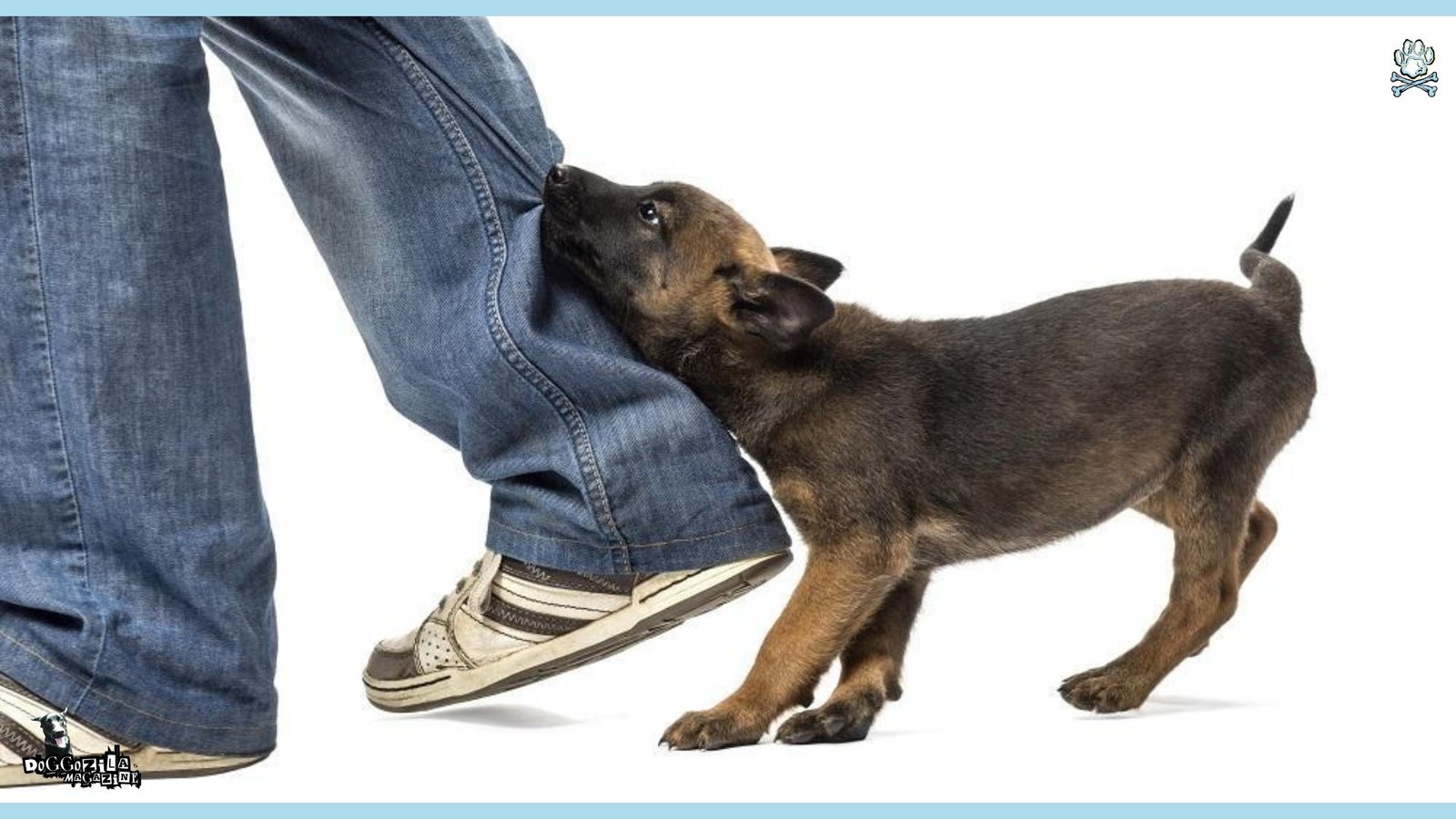 little puppy bit the leg of the human