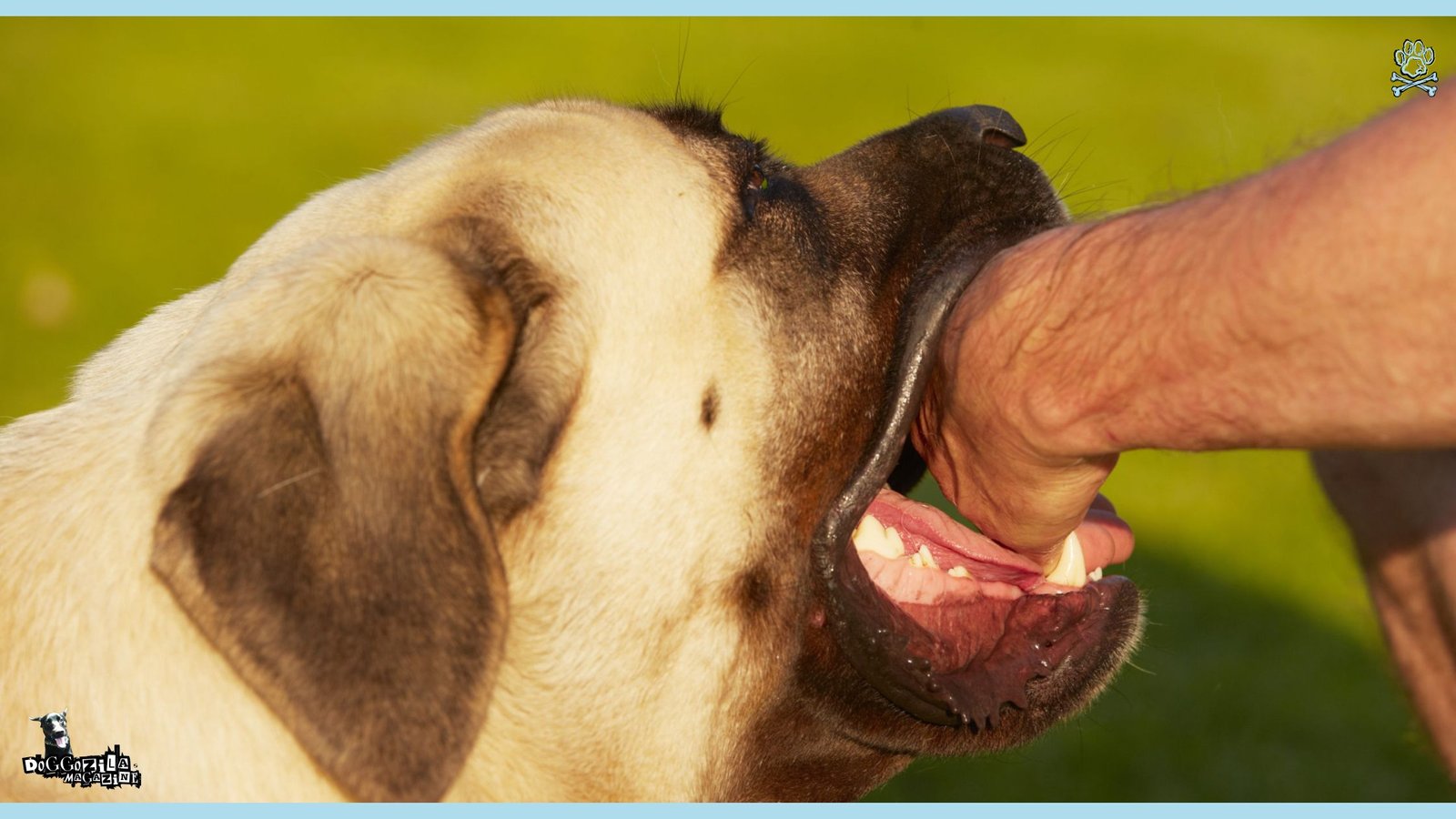 Did You Know Dogs Can Sense Evil