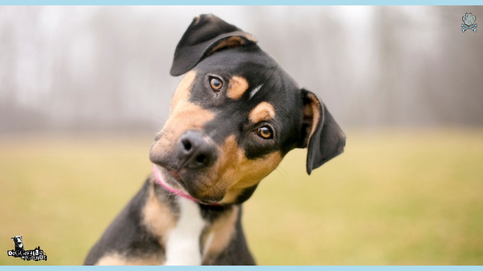 Have You Wondered If Dogs Can Sense Evil