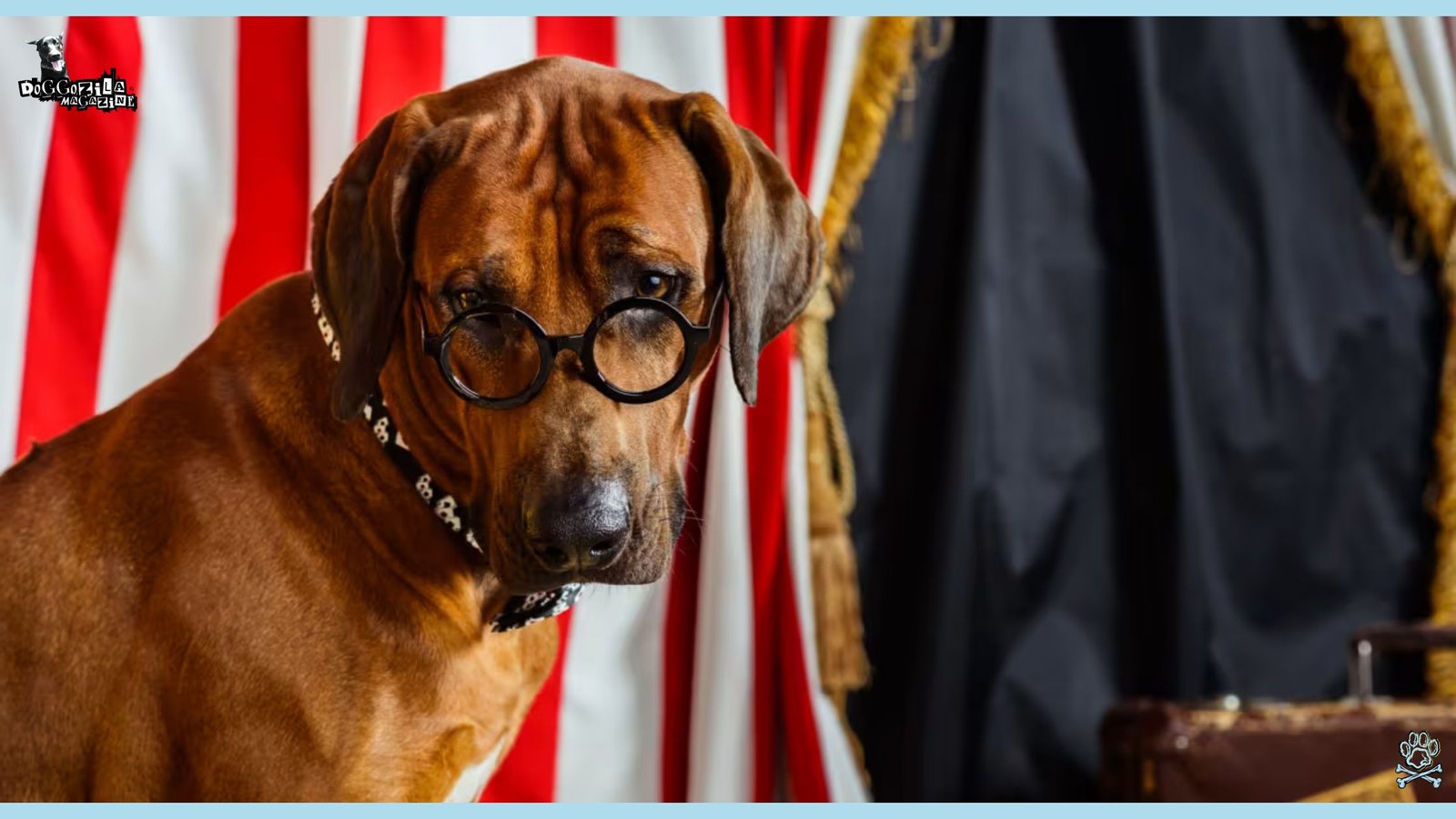 dog look as the main judge in the court of justice