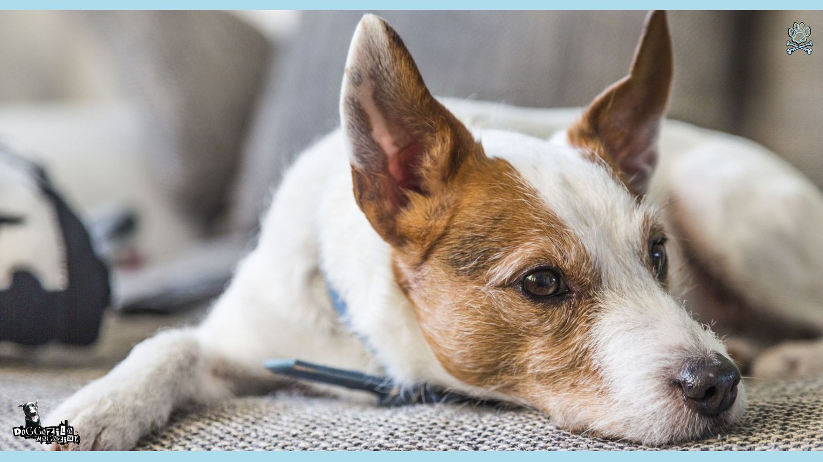 Dogs Do Eavesdrop on Humans for Many Things