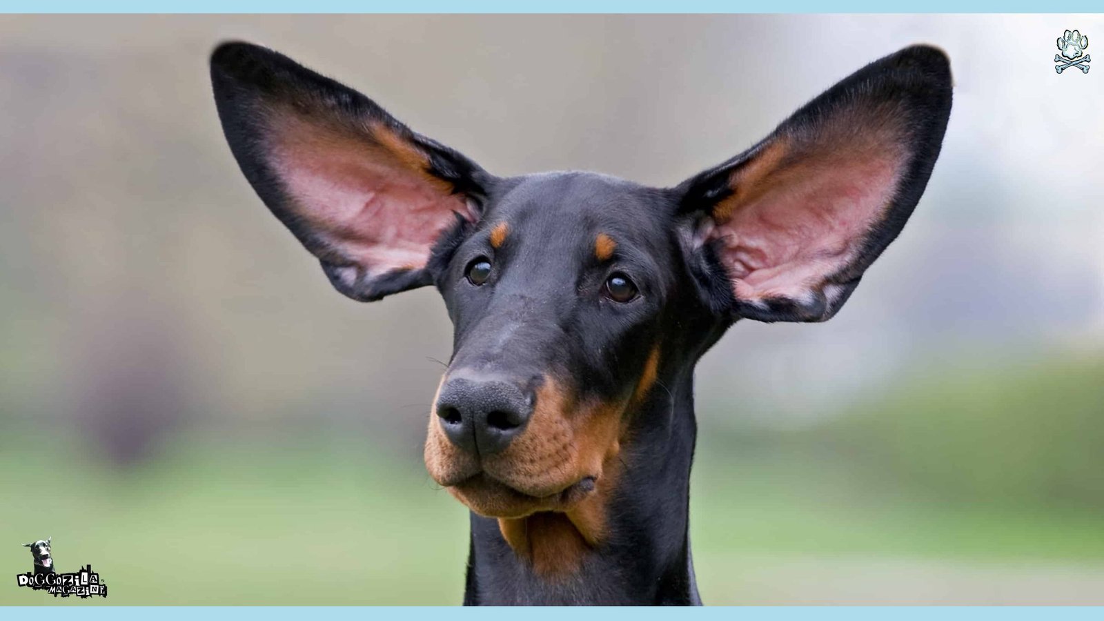 dog with really big ears