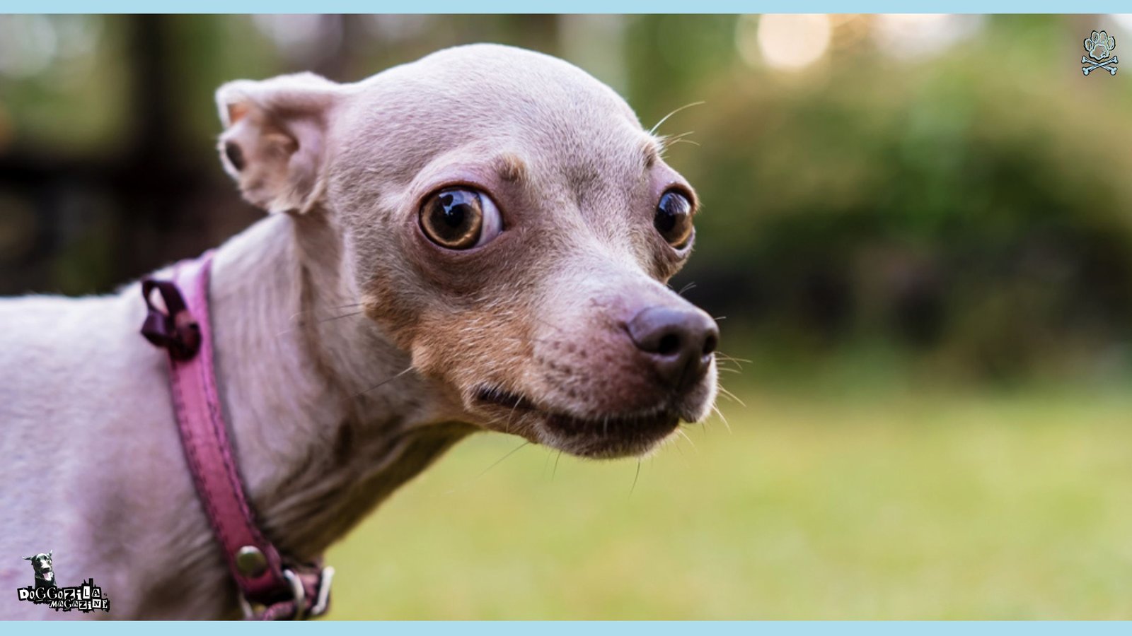 cute puppy with really big eyes