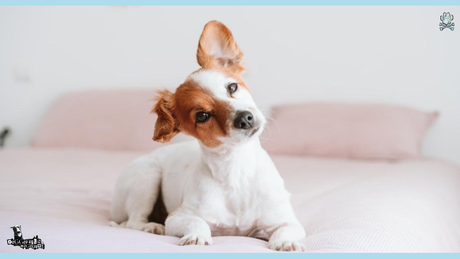 It is a Fact That Dogs Do Eavesdrop on Humans