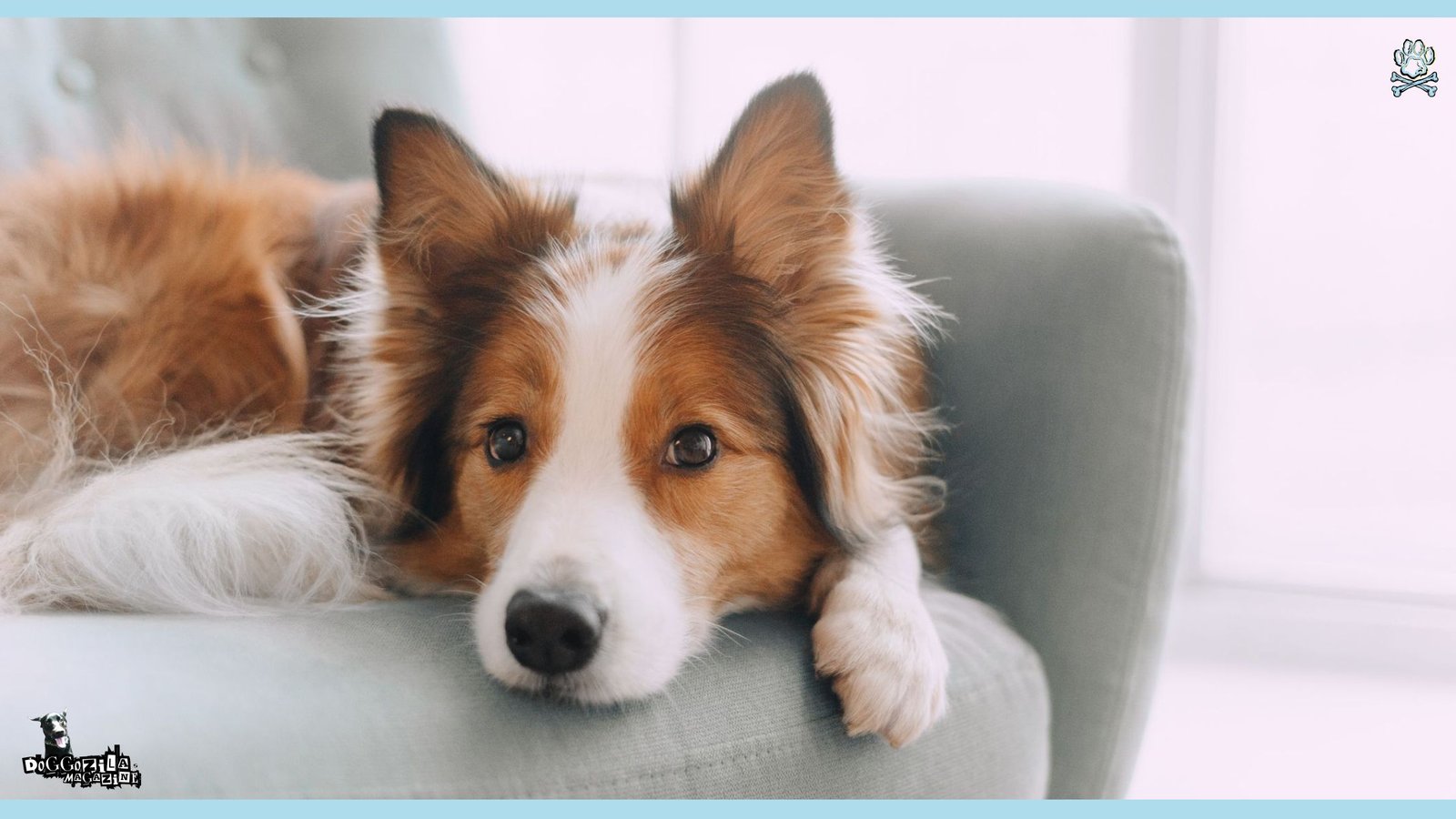 Did You Know That Dogs Do Eavesdrop on Humans
