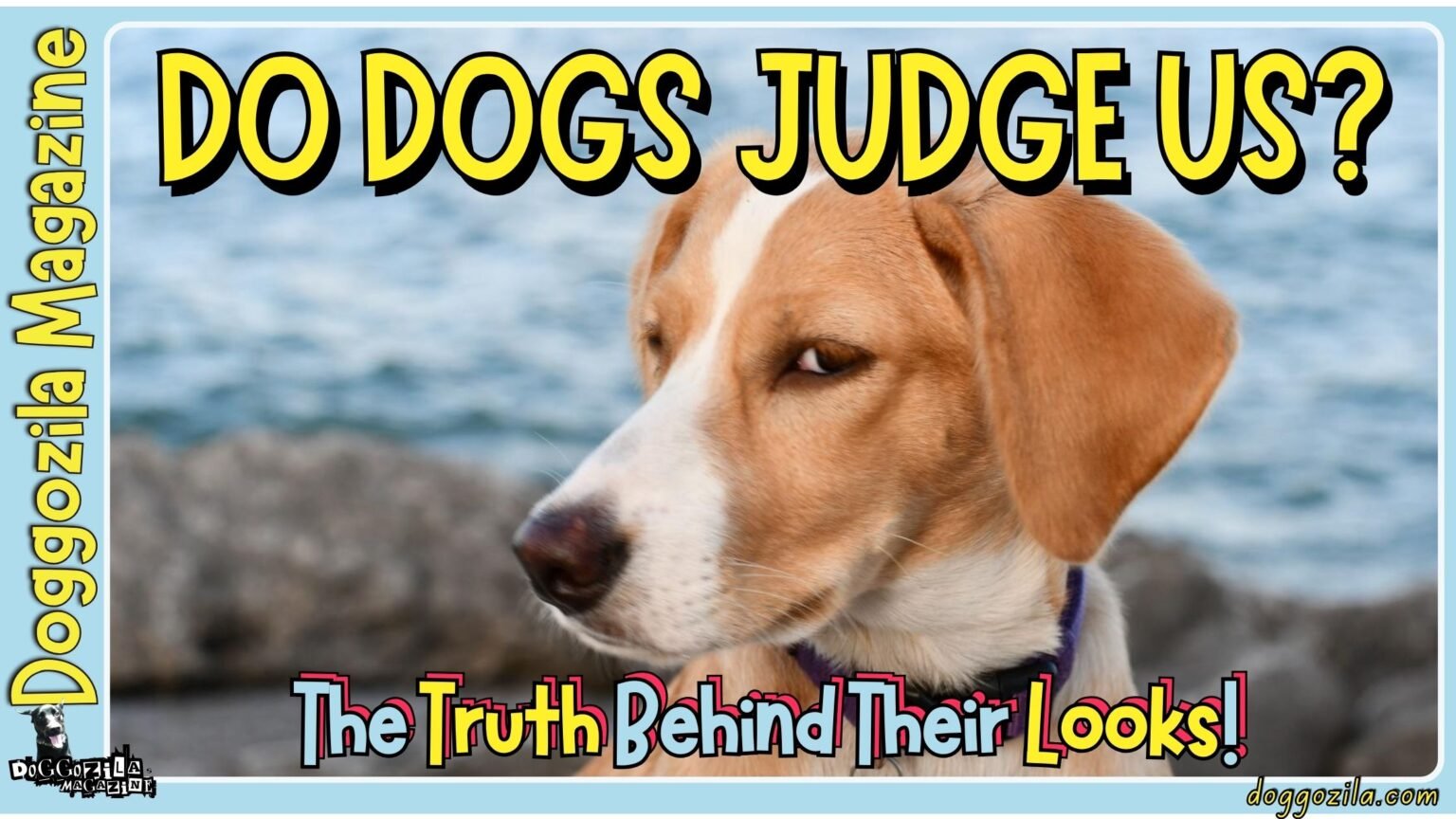 Do Dogs Judge Us - The Truth Behind Their Looks