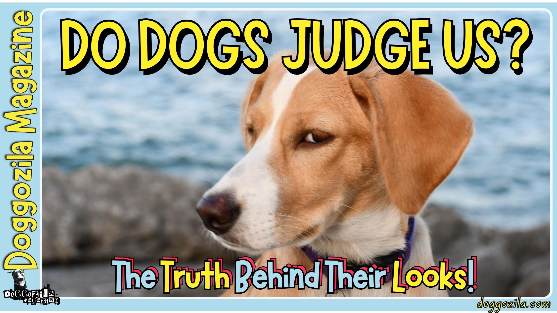 Do Dogs Judge Us - The Truth Behind Their Looks