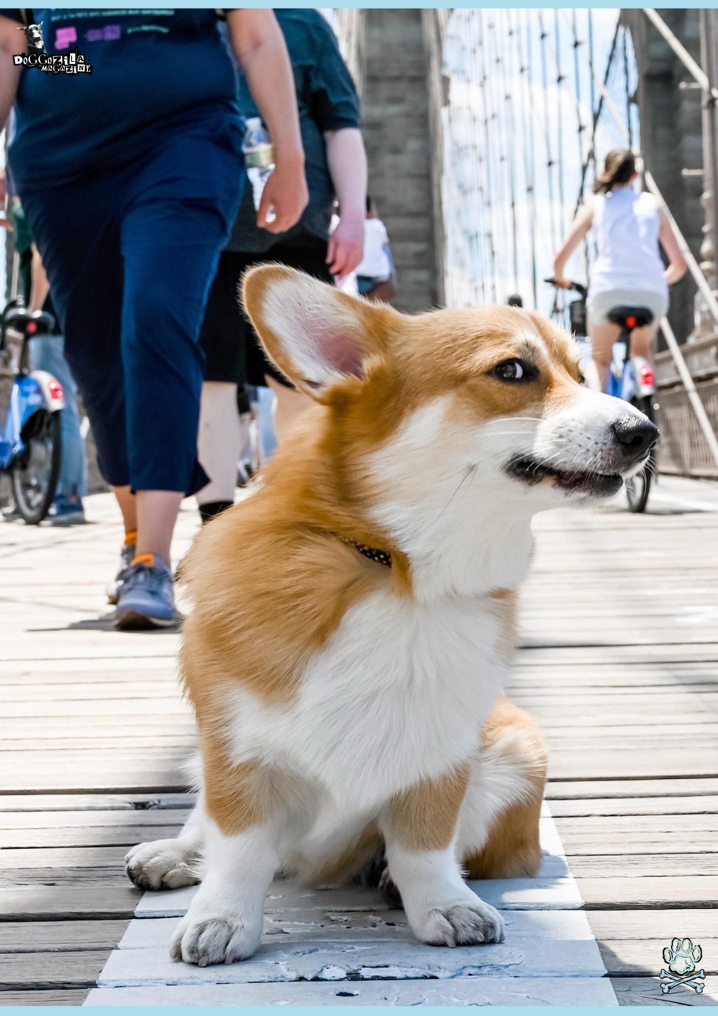 corgi dog giving the side eye