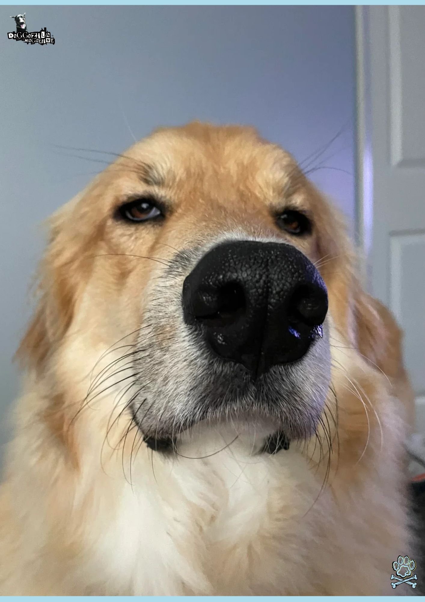 golden retriever is giving the side eye