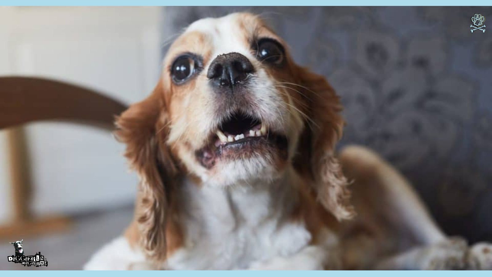 whale eyes in a cute puppy