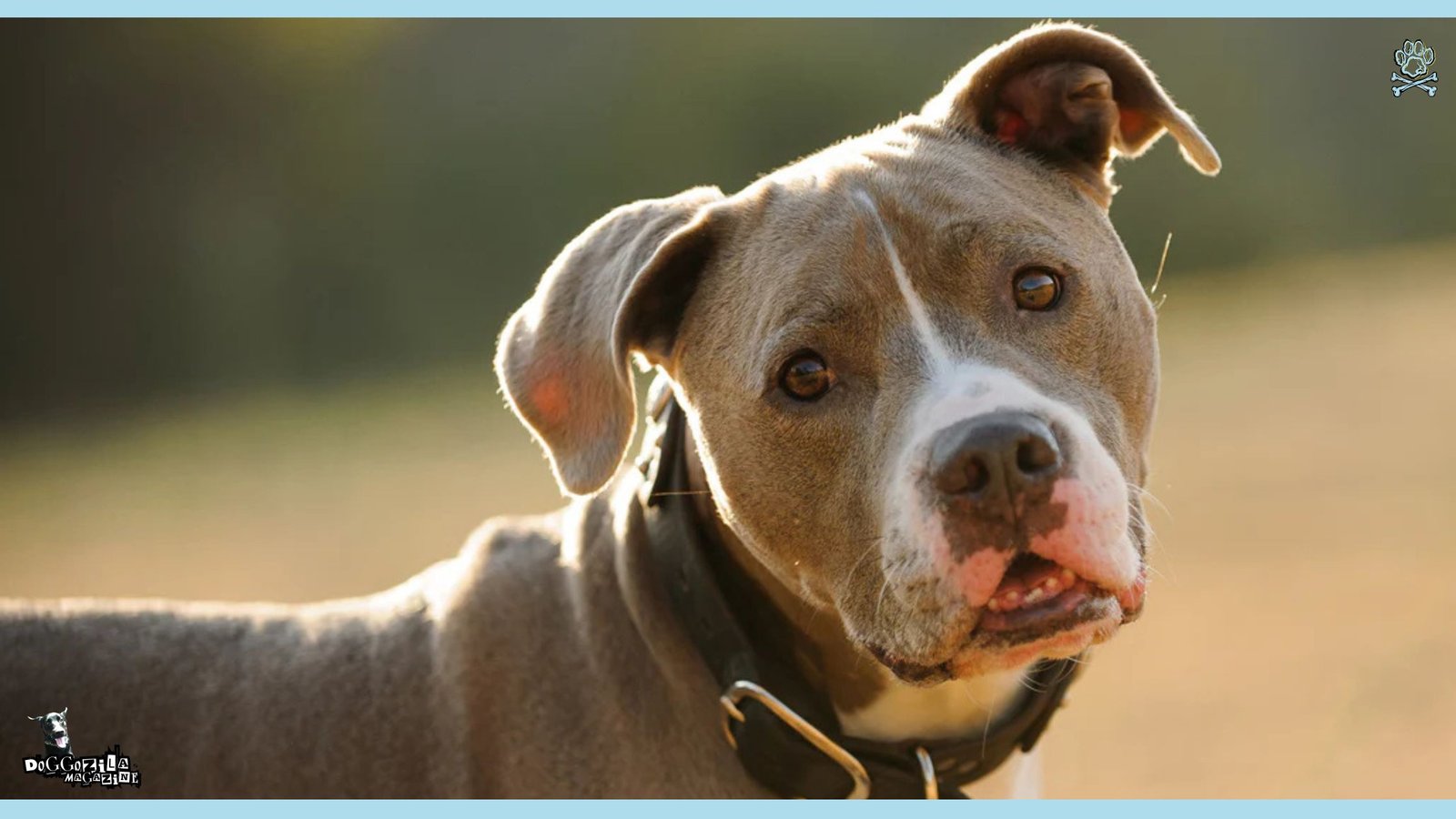 Have You Wondered That Dogs Do Judge Us