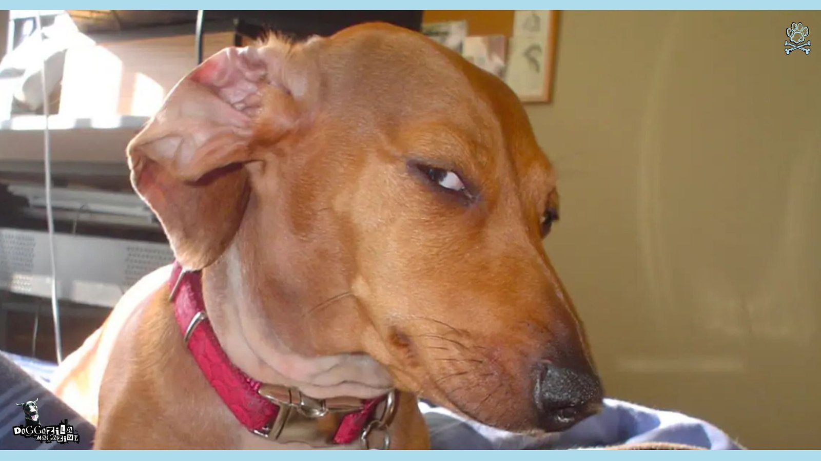 the most famous judging dog on the internet