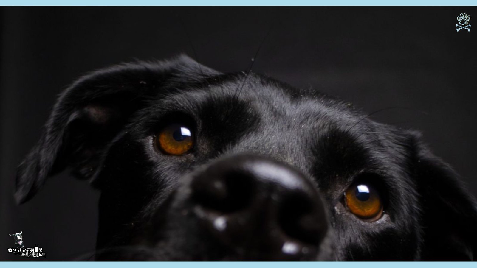 Did You Know That Dogs Do Judge Us