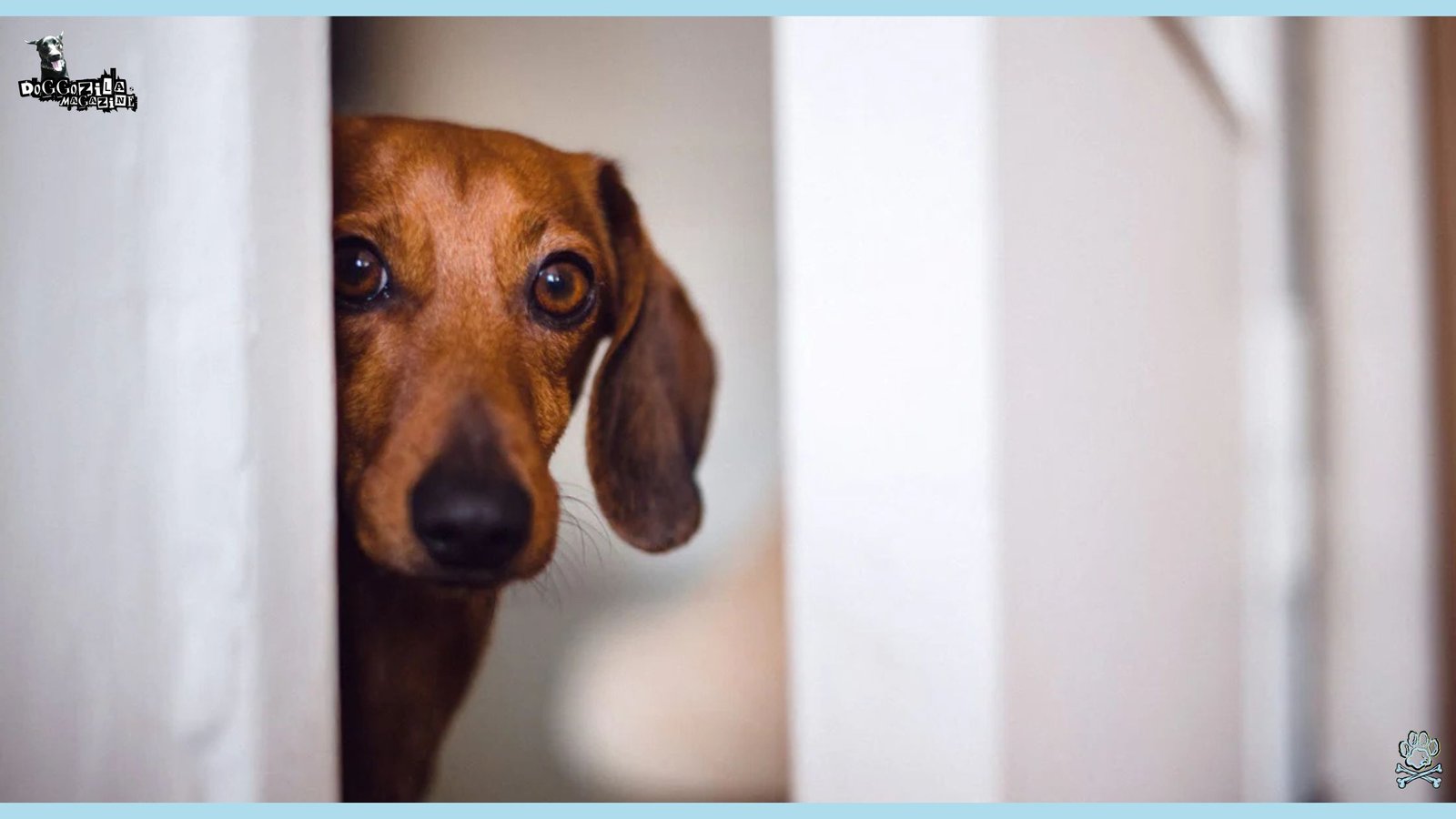Dogs Do Remember The People Who Hurt Them Before