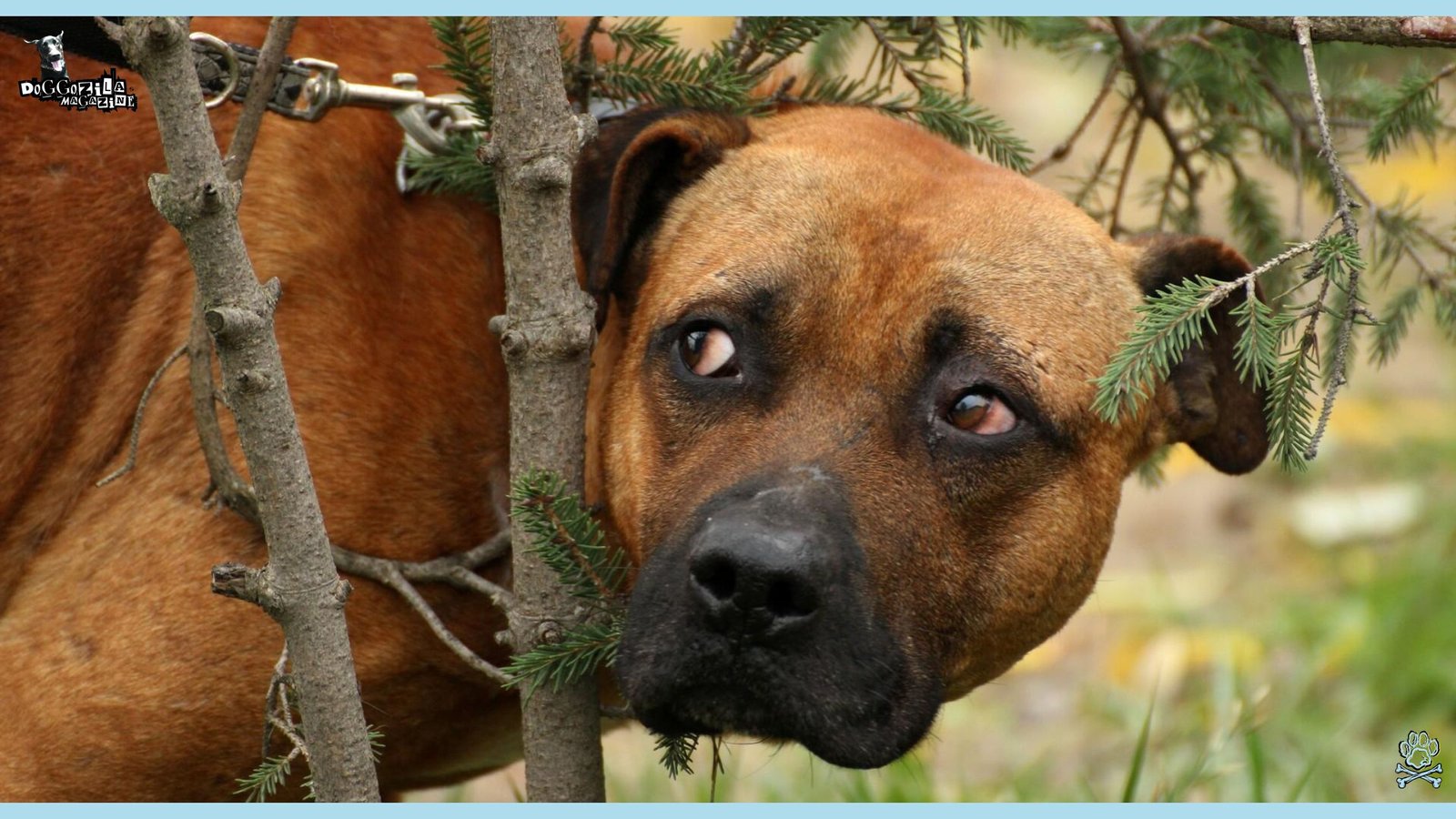 Dogs Remember People Who Hurt Them in the past