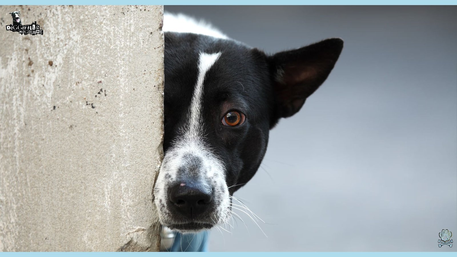 scared stray dog
