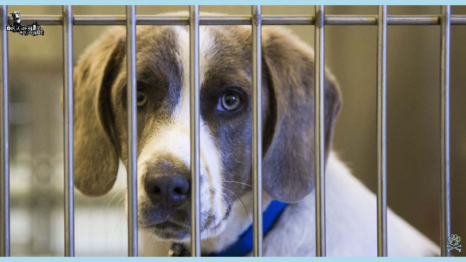 Life of a sad puppy in dog shelter