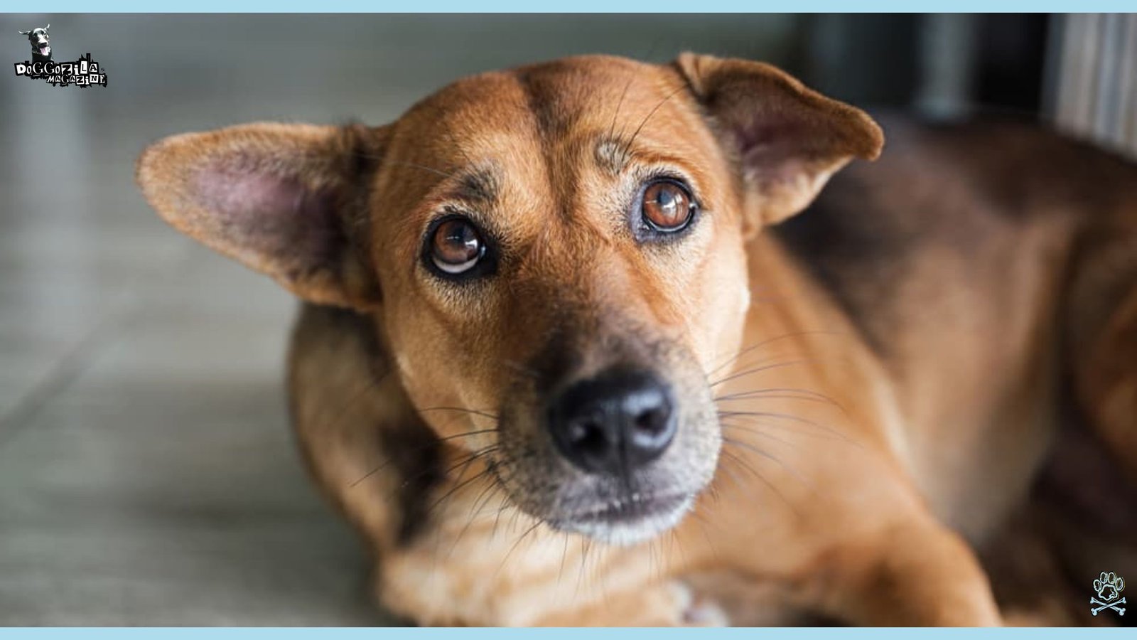 Dogs Can Remember The People Who Hurt Them in The Past