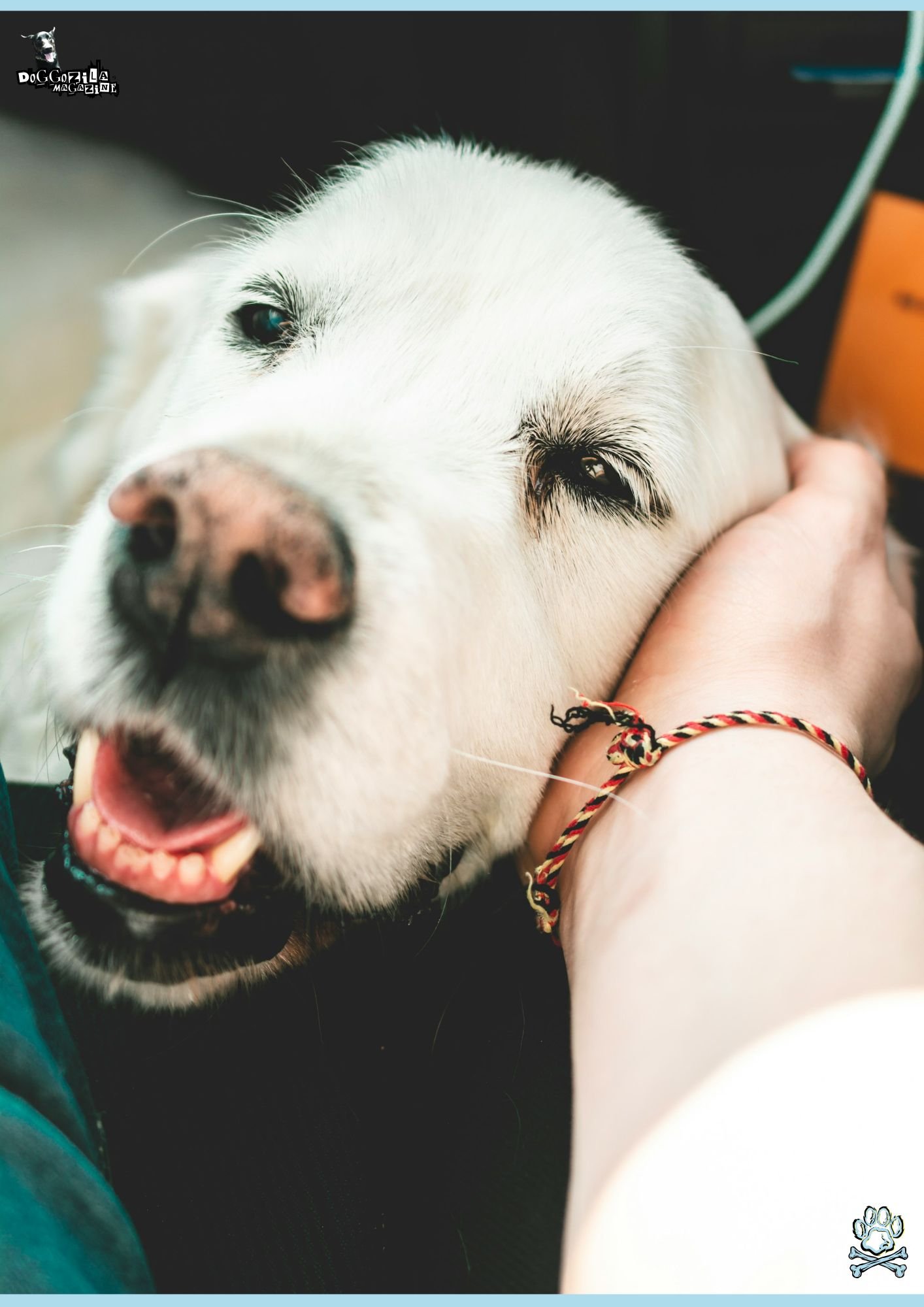 Did You Know That Dogs Do Say Goodbye Before They Die