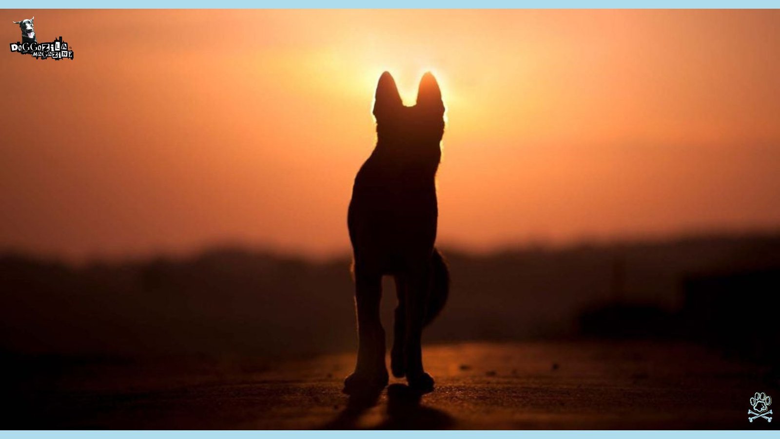 dog going in heaven