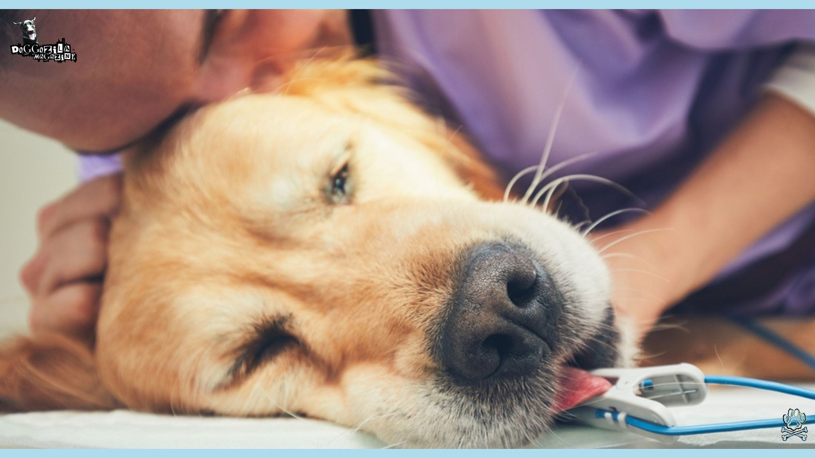 Dog owner with her dog at his final moments of life after euthanasia