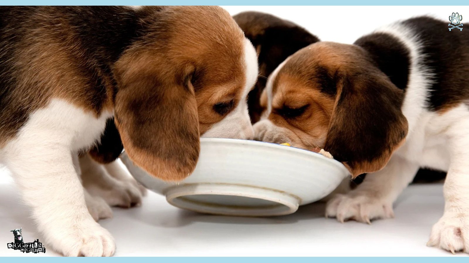 three little puppies eating from one bowl
