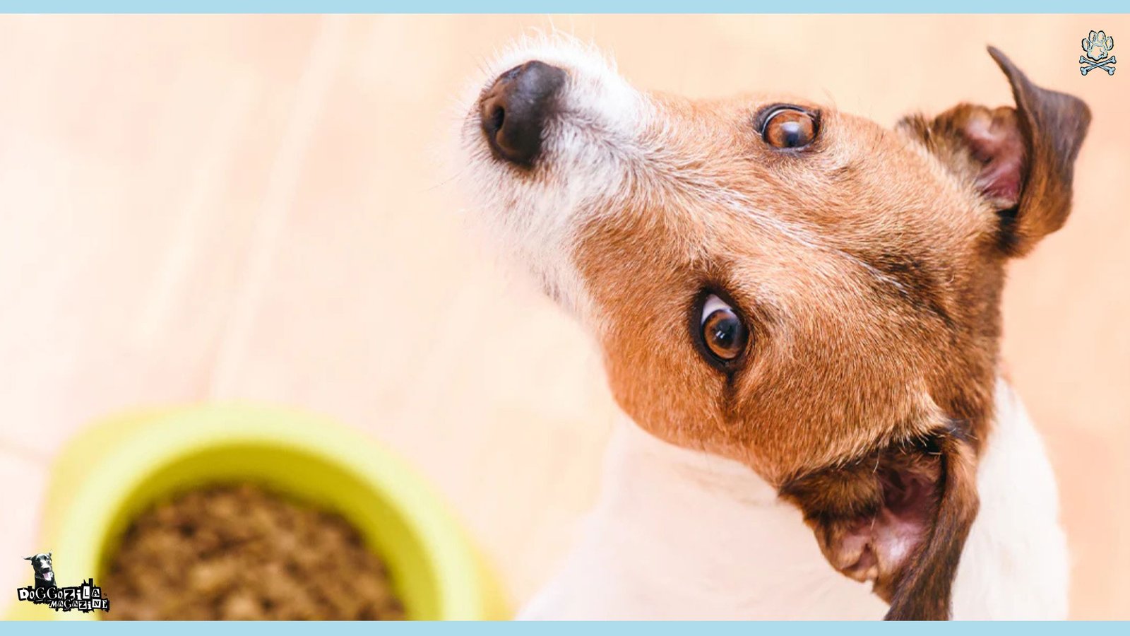 good dog waiting a signal to start eating