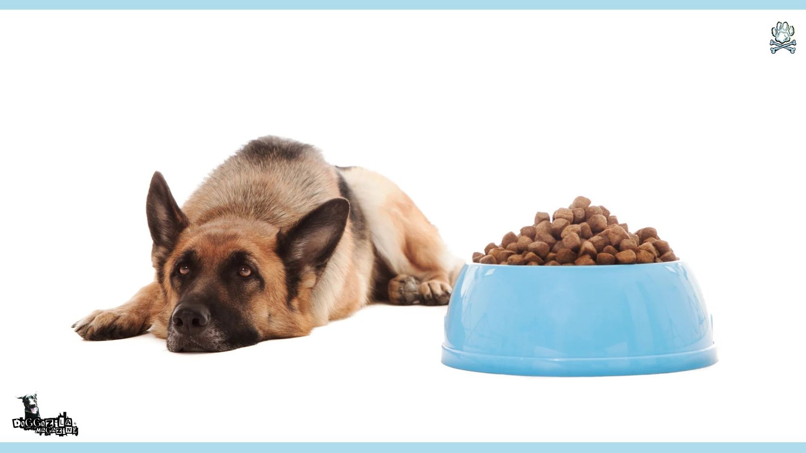 German Shepard is waiting a command to start eating