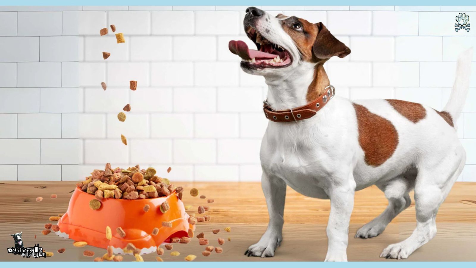 Dog Feeding Guide and Schedule