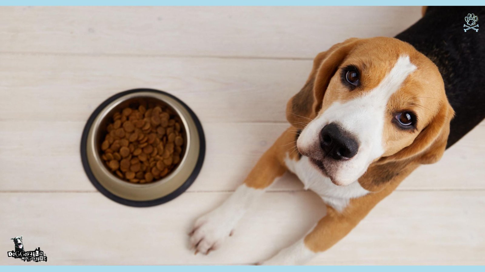 Dog Feeding Guide and Schedule